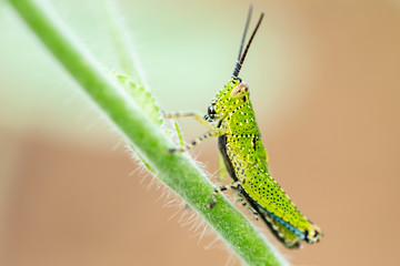 Green grasshopper in nature