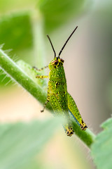 Green grasshopper in nature