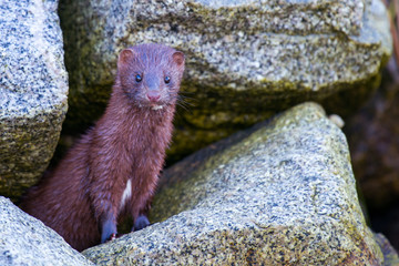 Mink in rocks