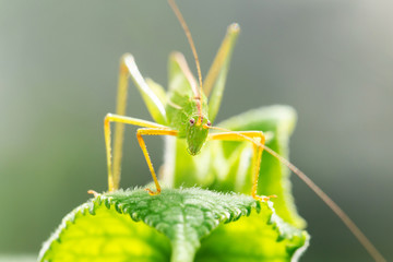 Green grasshopper