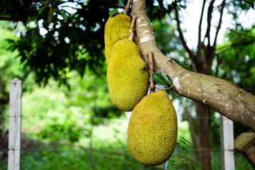 jackfruit