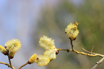 Weide im Frühling mit Biene bei der Nektarsuche