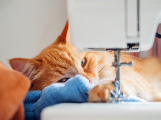 Cute ginger cat is lying behind sewing machine. Fluffy pet at cozy home.