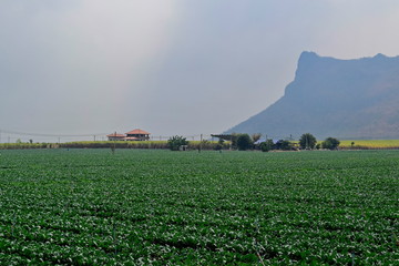 Many vegetables are growing in a natural garden. 