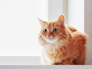 Cute ginger cat siting on window sill and waiting for something. Fluffy pet looks curious.