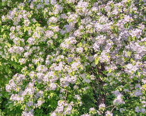 Flowering branches of apple. Background.
