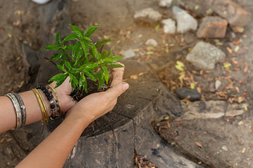 Watering Hand hold little plant put on dead stump,prepare for planting,save and care world,reduce global warming.