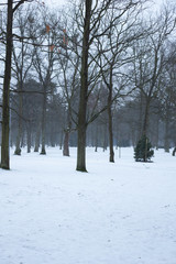 Drzewa w parku zimą śnieg pnie pustka