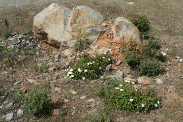Wildflowers in the mountains