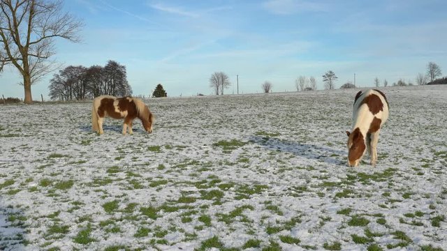 2 gescheckte Pferde stehen im Winter auf schneebedeckter Weide. Die Sonne scheint. Sie fressen Gras. L&auml;ndliche Umgebung in Echtzeit und mit Ton.