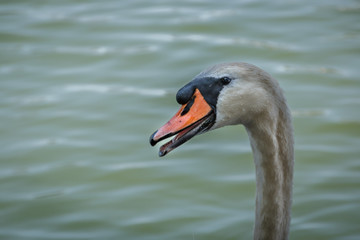 Fototapeta premium Portrait Schwan am Boensee
