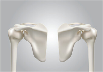 予防として取り入れたい肩甲骨の健康