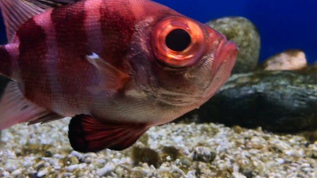 Redbanded Rockfish underwater