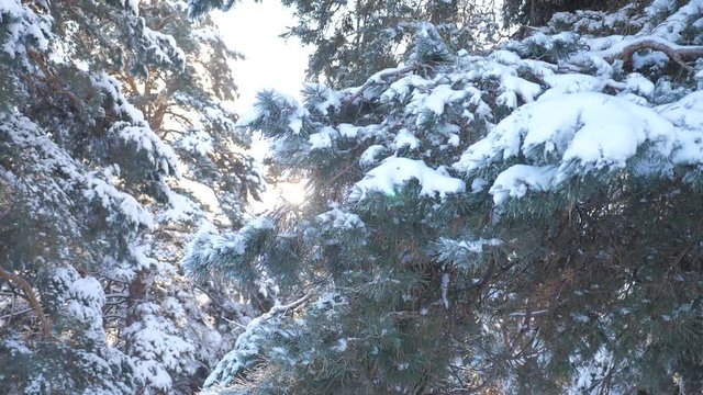 Winter background, trees in the snow. slow motion video. Christmas evergreen spruce tree with fresh snow . frozen Pine branches covered with hoarfrost. concept new year lifestyle winter. Pine trees