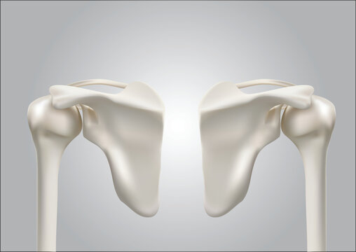 Precise medical 3D images of human shoulder bones