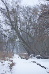 Drzewa w parku zimą śnieg pnie pustka © Seance_Photo_Sylwia
