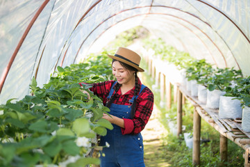 Obraz premium Beautiful farmer woman checking strawberry farm
