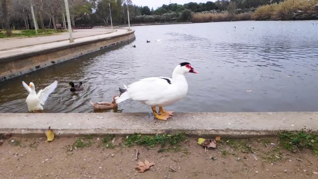 Domestic Muscovy duck walking in Tritsi park Athens Greece. Slow motion.