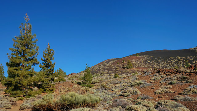 Endemic vegetation at Teide National Park, the unusual landscape of Montaña Samara, with views towards Pico del Teide, Pico Viejo, Las Cuevas Negras and open pine forests, Tenerife, Canary Islands