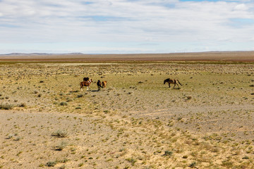 Fototapeta na wymiar Wild horses graze in the Gobi Desert, Mongolia