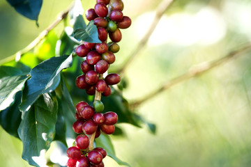 Coffee bean berry ripening on coffee farm