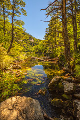 Obraz premium Evergreen beech forest near foot of Andes mountains, Patagonia, Argentina, South America, chile