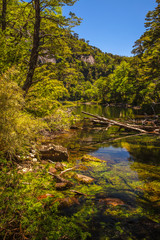 Evergreen beech forest near foot of Andes mountains, Patagonia, Argentina, South America, chile