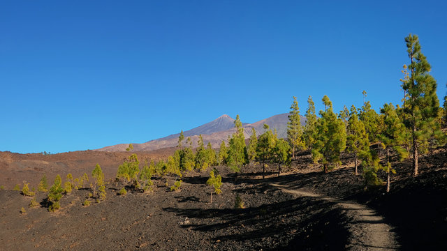Path through the volcanic landscape of Montaña Samara, close to the open pine forest or corona forestal in Teide National Park, with ample views towards Pico del Teide and Pico Viejo, Tenerife, Spain 