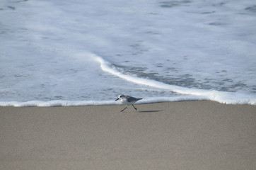 Running sandpiper
