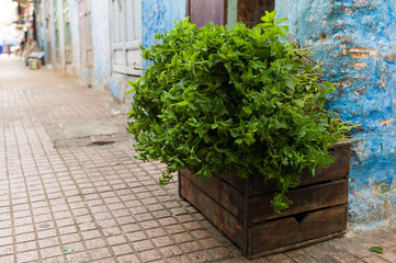 A bush of fresh, sweet mint on a wooden box.