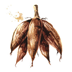 Cassava root, tuber. Manihot esculenta. Watercolor hand drawn illustration, isolated on white background