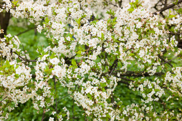 Obraz premium Blooming white cherry in a green garden