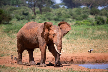 Fototapeta na wymiar Elephants in the savannah near a water hole