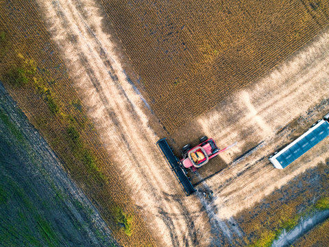 Soybean Harvest