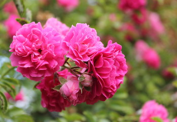 pink roses in the garden