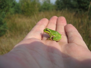 frog in hand