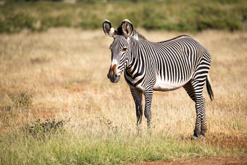 Grevy zebra in Samburu is standing in the savannah