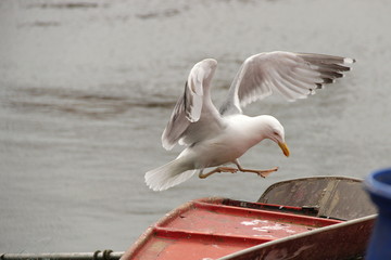 Möwe bei der Landung