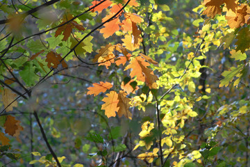 Autumnal orange leaves growing in bushes