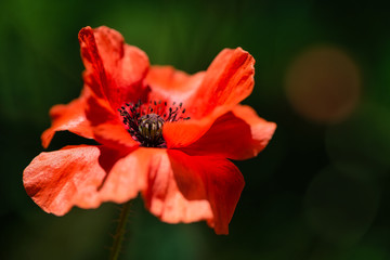 Delicate fresh Orange Poppy Flower in the wind on a green spring meadow. Gentle movements in the spring breeze. Papaver Setigerum (fam. Somniferum)