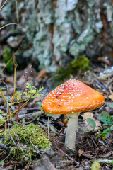 Red fly agaric mushroom or toadstool in the grass. Latin name is Amanita muscaria. Toxic mushroom