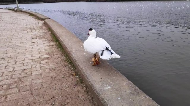 Domestic Muscovy duck walking in Tritsi park Athens Greece. Slow motion.