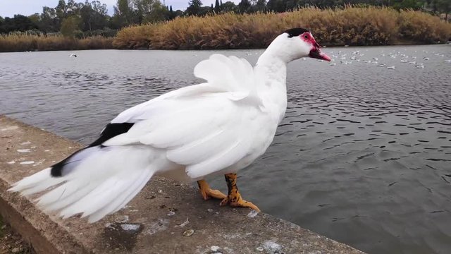 Domestic Muscovy duck getting ready to jump into the lake in Tritsi park Athens Greece. Slow motion.