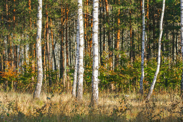Fototapeta premium birch forest. A view of the forest in the autumn season. Growing trees with bright white bark.