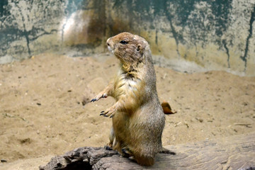 chipmunk on a rock