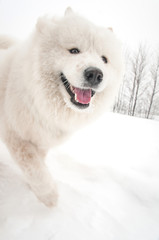 Sitting happy Siberian samoyed husky playing in park on winter park