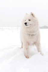 Obraz premium Sitting happy Siberian samoyed husky playing in park on winter park