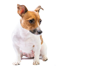 Portrait confused Jack Russell Terrier, standing in front, isolated white background