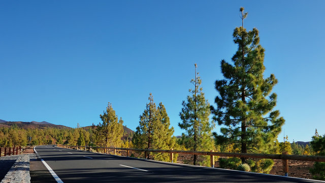 Empty road through the volcanic landscape of Montaña Samara, close to the open pine forest or corona forestal in Teide National Park, road that connects Pico del Teide with the western coast, Tenerife