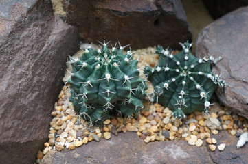 Round shape cactus 2